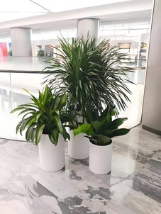 北仑植物出租专业，打造独特绿色空间